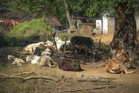 Midday Rest Under the Shade
